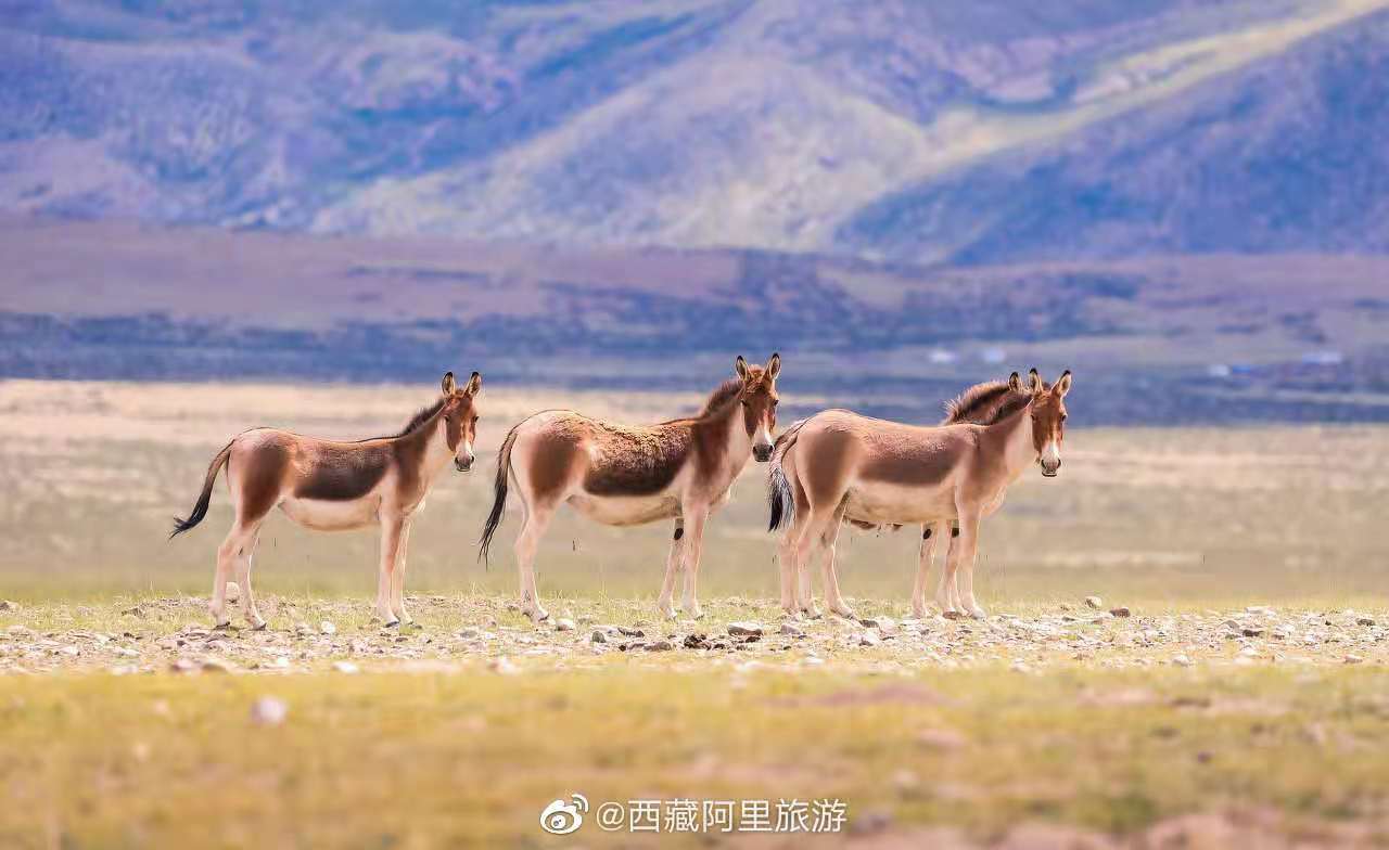 助力高原经济高质量发展